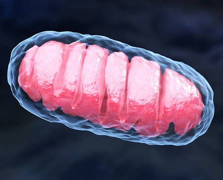 Custom Mitochondrial Disease Panel